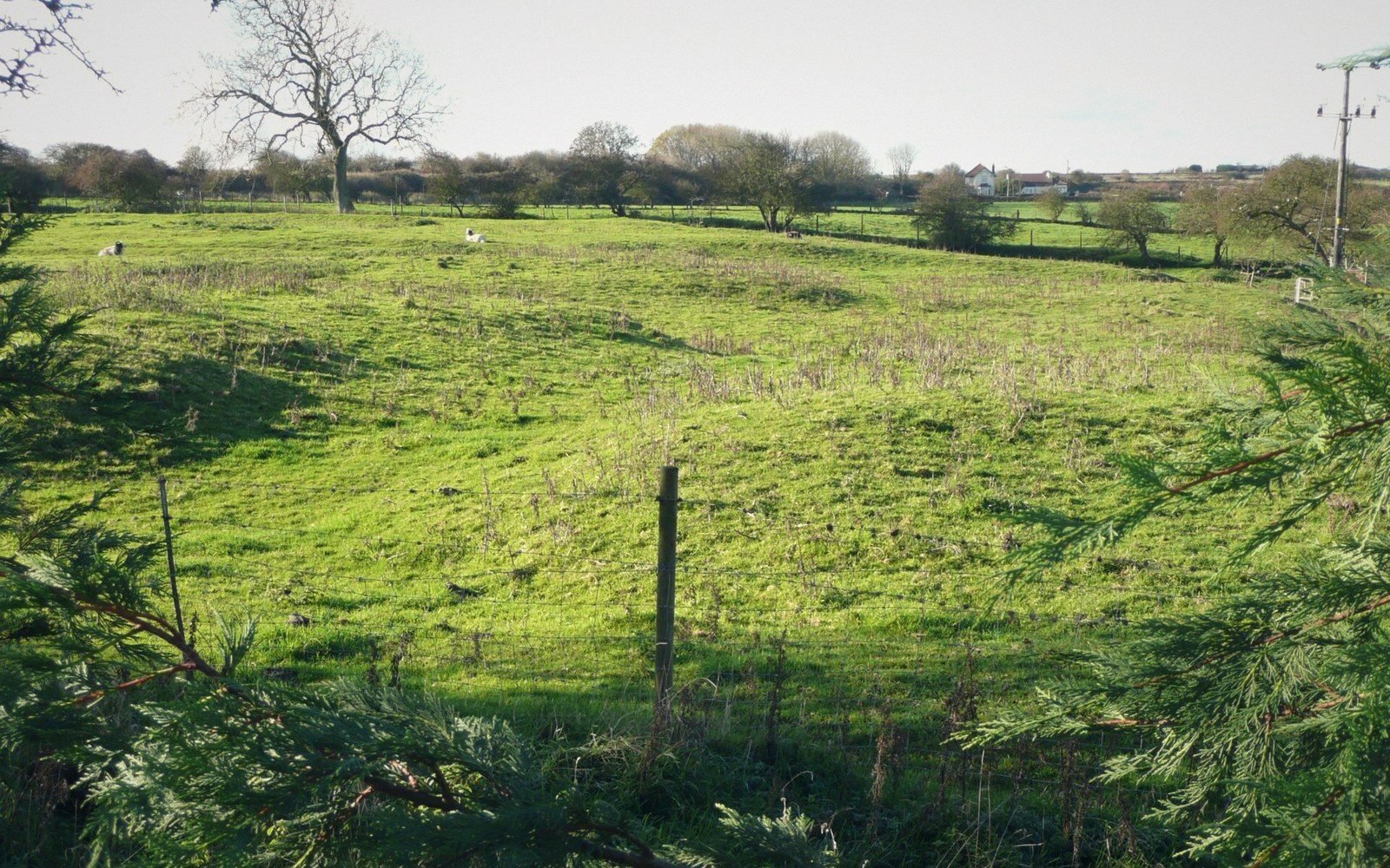 Sheep graze in a green pasture bordered by hedgerows with farmhouses in the distance