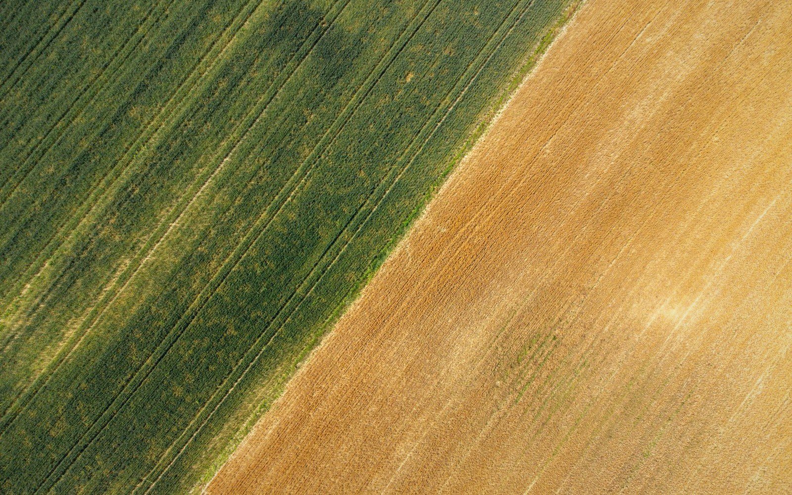 Aerial view of adjoining farm fields showing a sharp divide between green crops and golden stubble